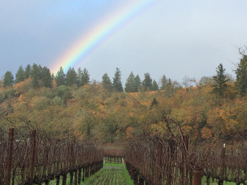 Haiku Vineyards with Rainbow