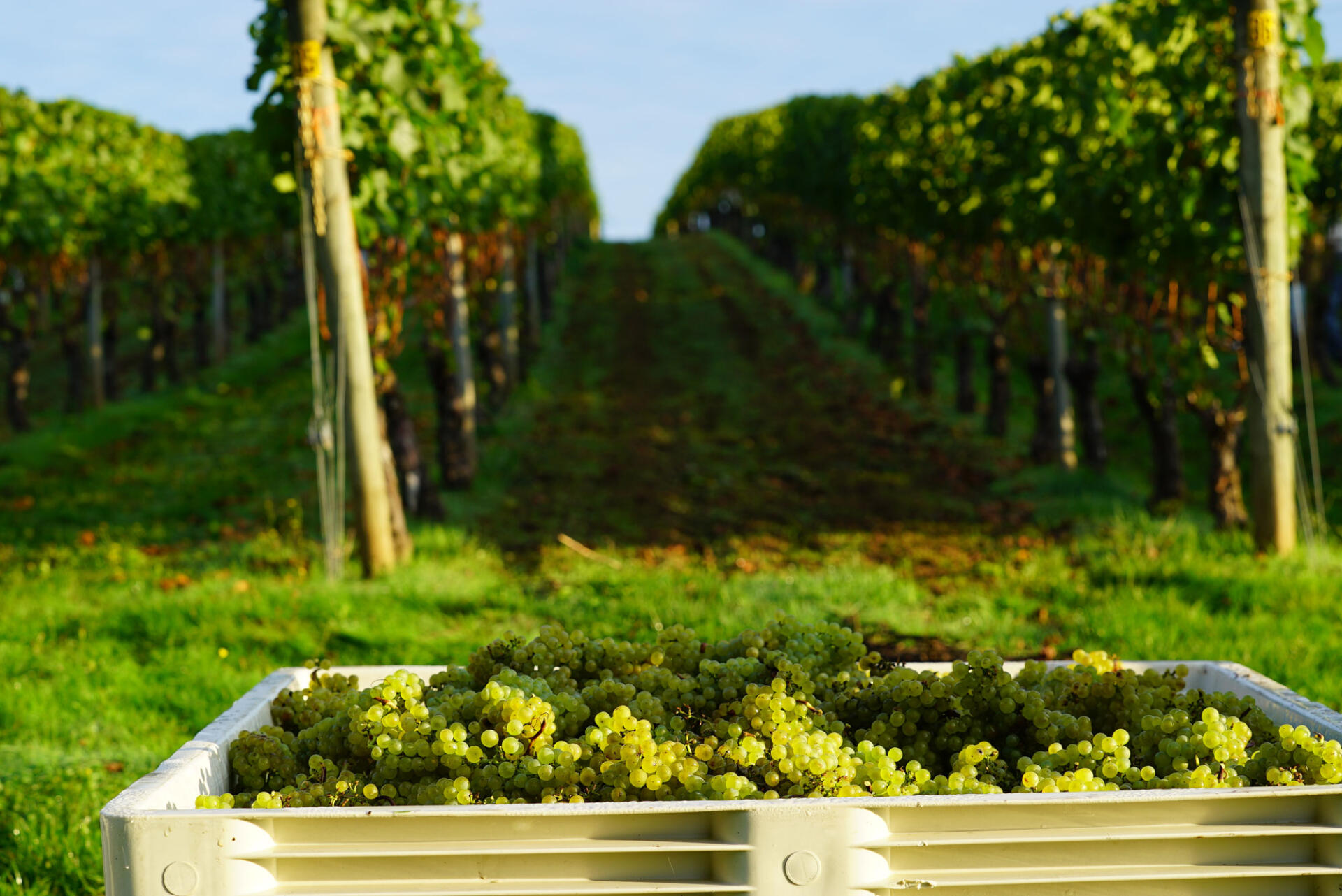 White wine grapes and picking bin