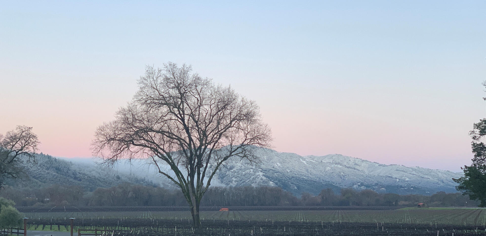 Haiku Vineyards in winter with tree