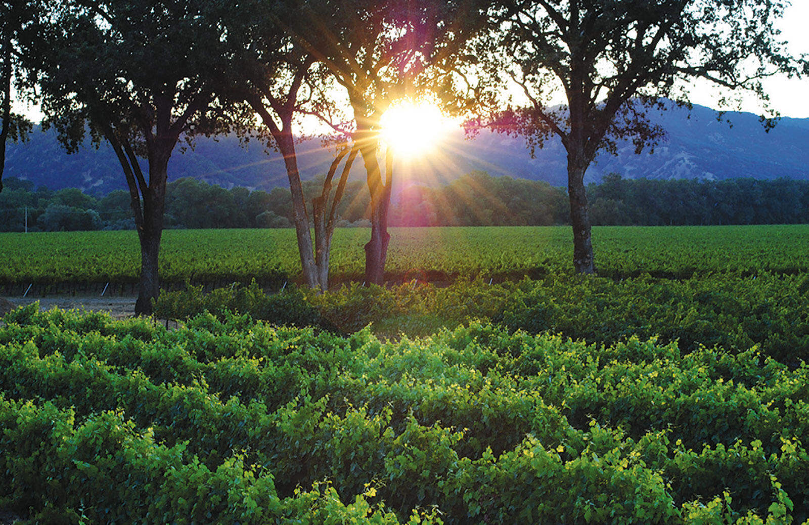 Haiku Vineyards with sun through trees
